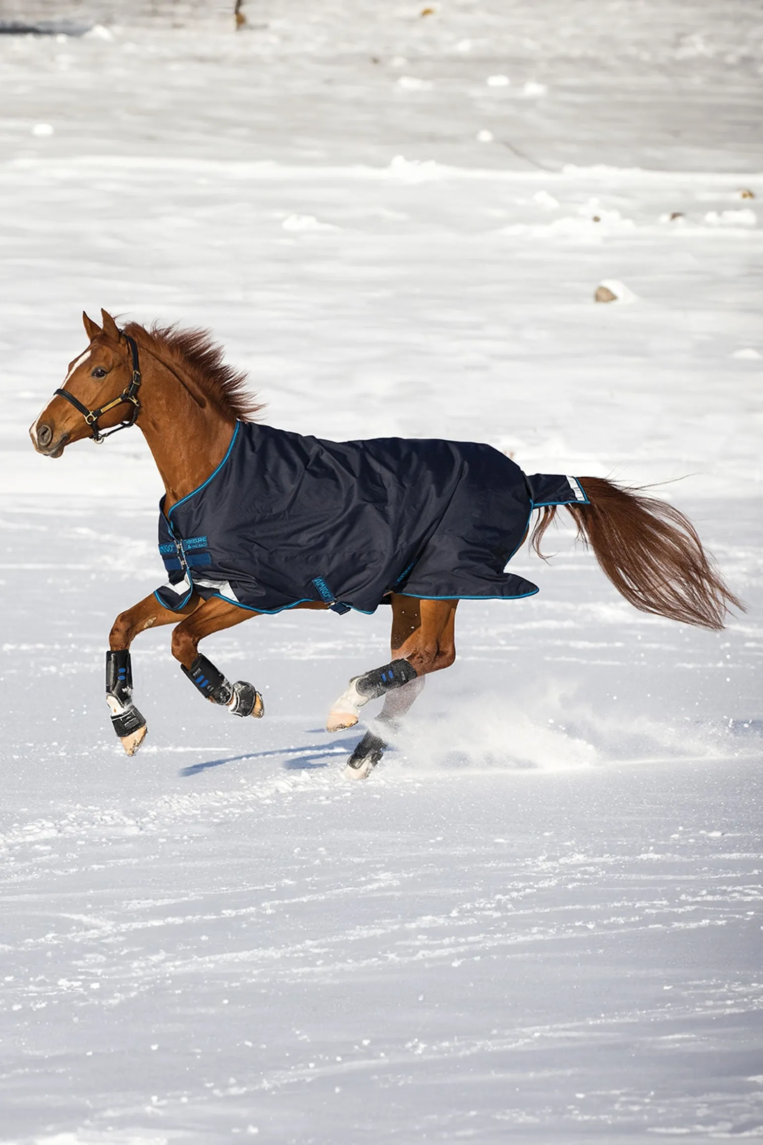 Amigo Bravo 12 Weidedecke, 100g