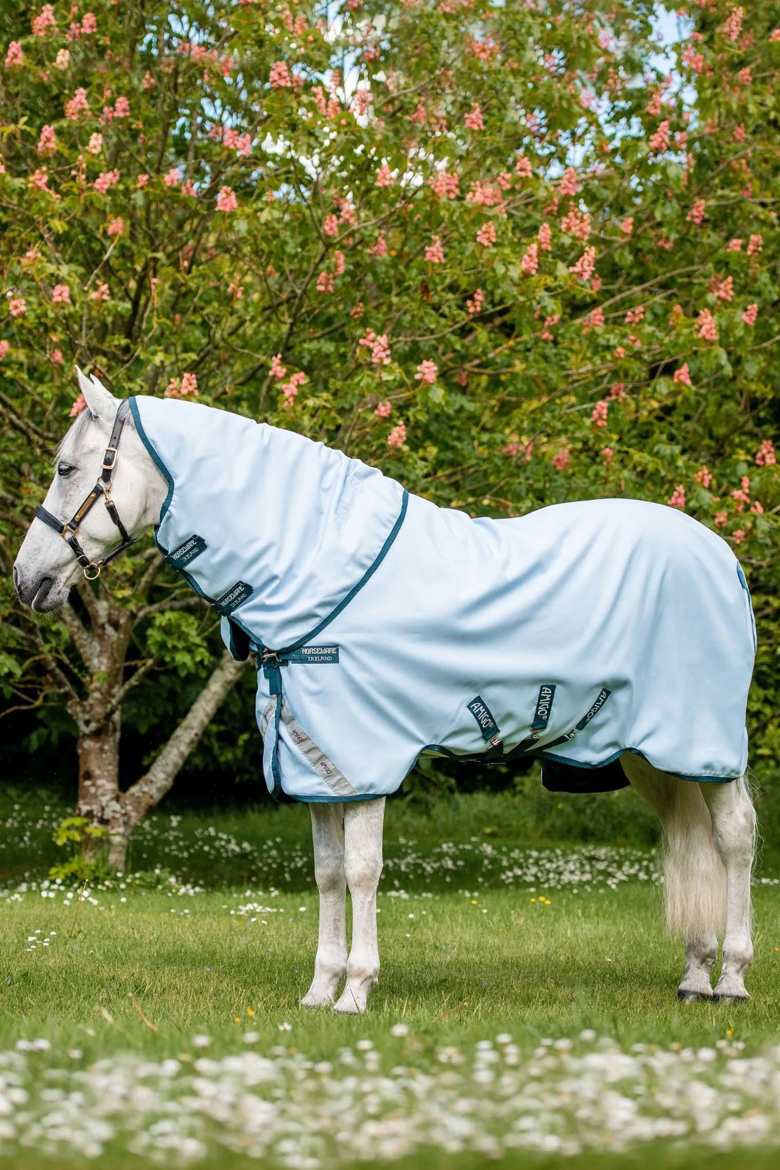 Amigo Plant Dye Weidedecke, 50g