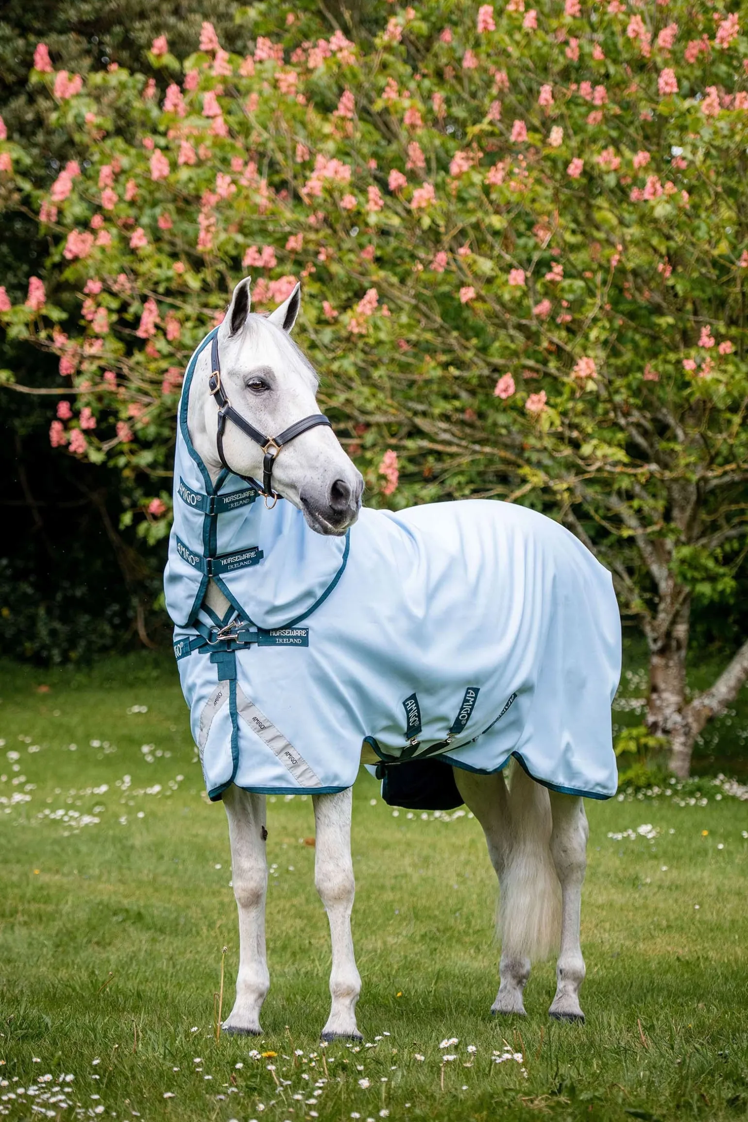 Amigo Plant Dye Weidedecke, 50g