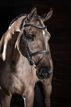 Arika englisch kombinierte Trense