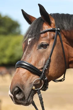 Ayana KavalSH4 Trense