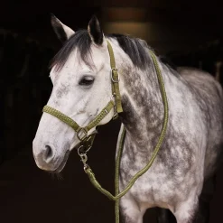 Chicago Halfter- & Führstrick-Set