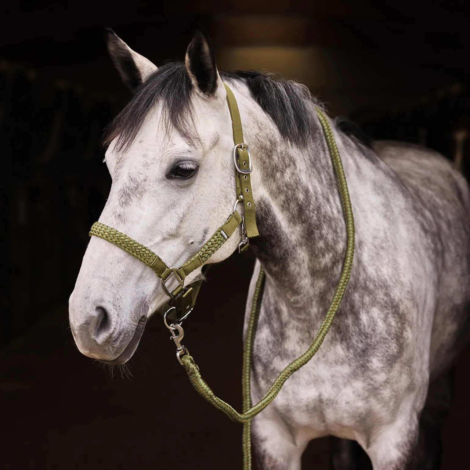 Chicago Halfter- & Führstrick-Set