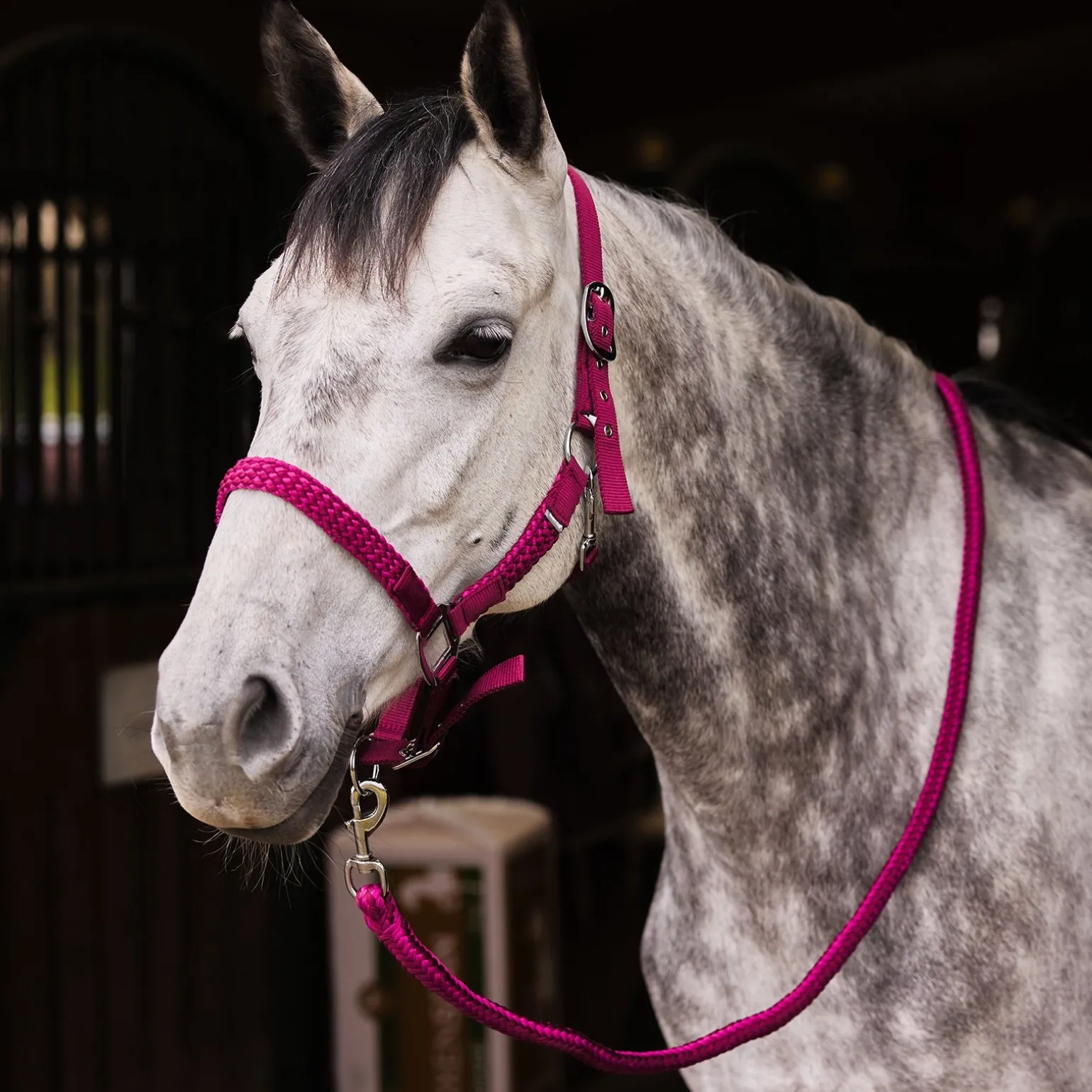 Chicago Halfter- & Führstrick-Set