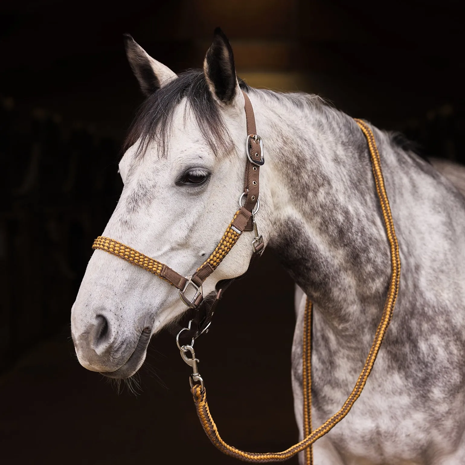 Chicago Halfter- & Führstrick-Set