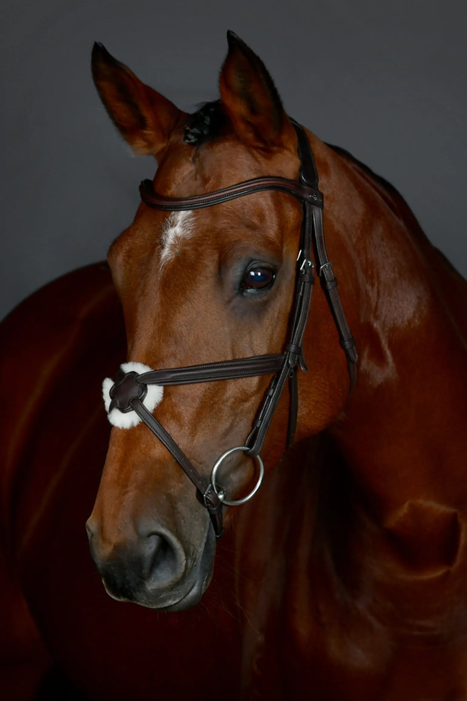 Comfitec Opulux schlichte gepolsterte Trense mit mexikanischem Reithalfter