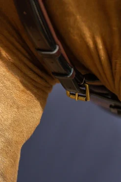 D Collection Y-Vorderzeug