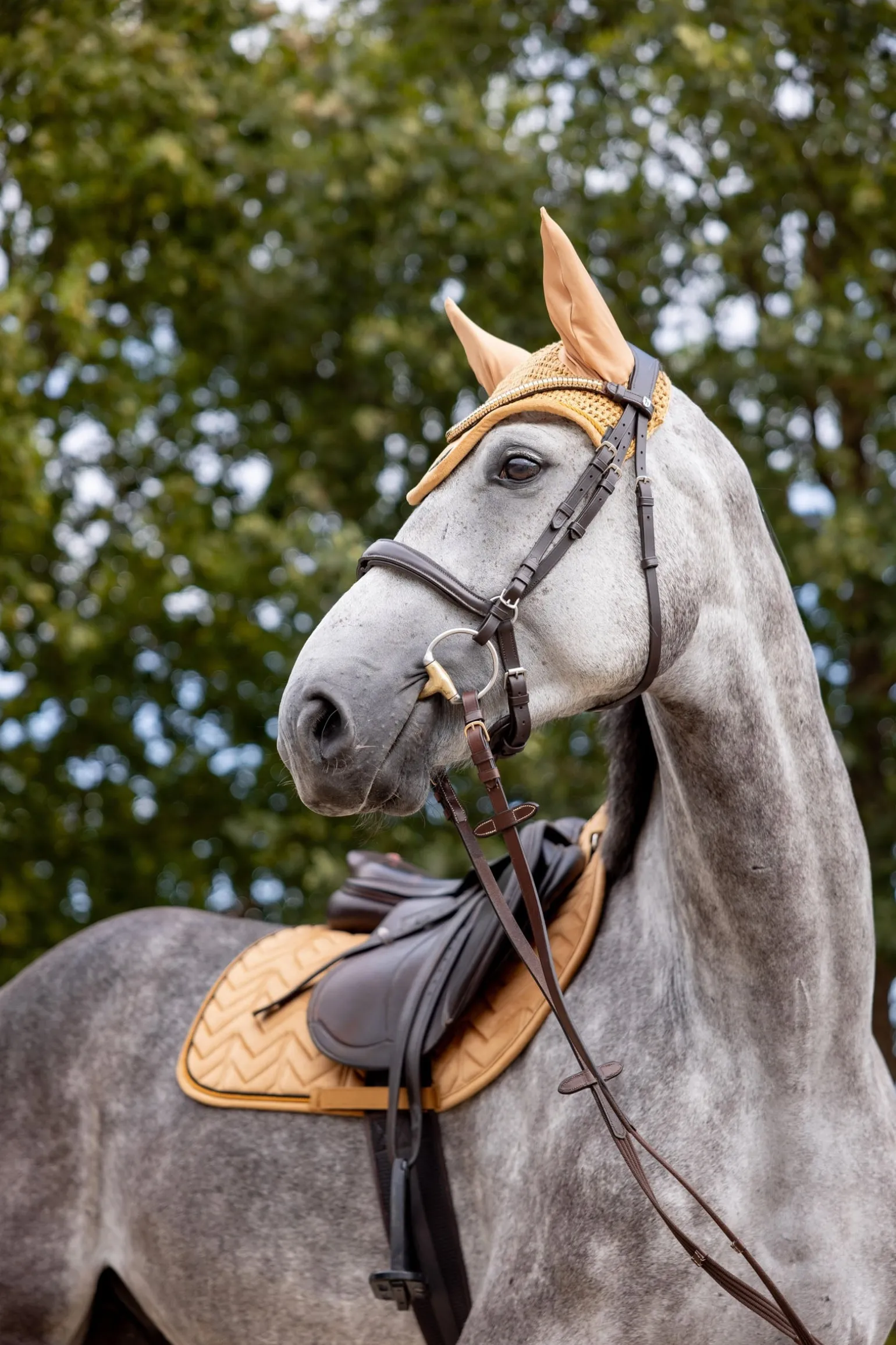 Delémont Fliegenhaube