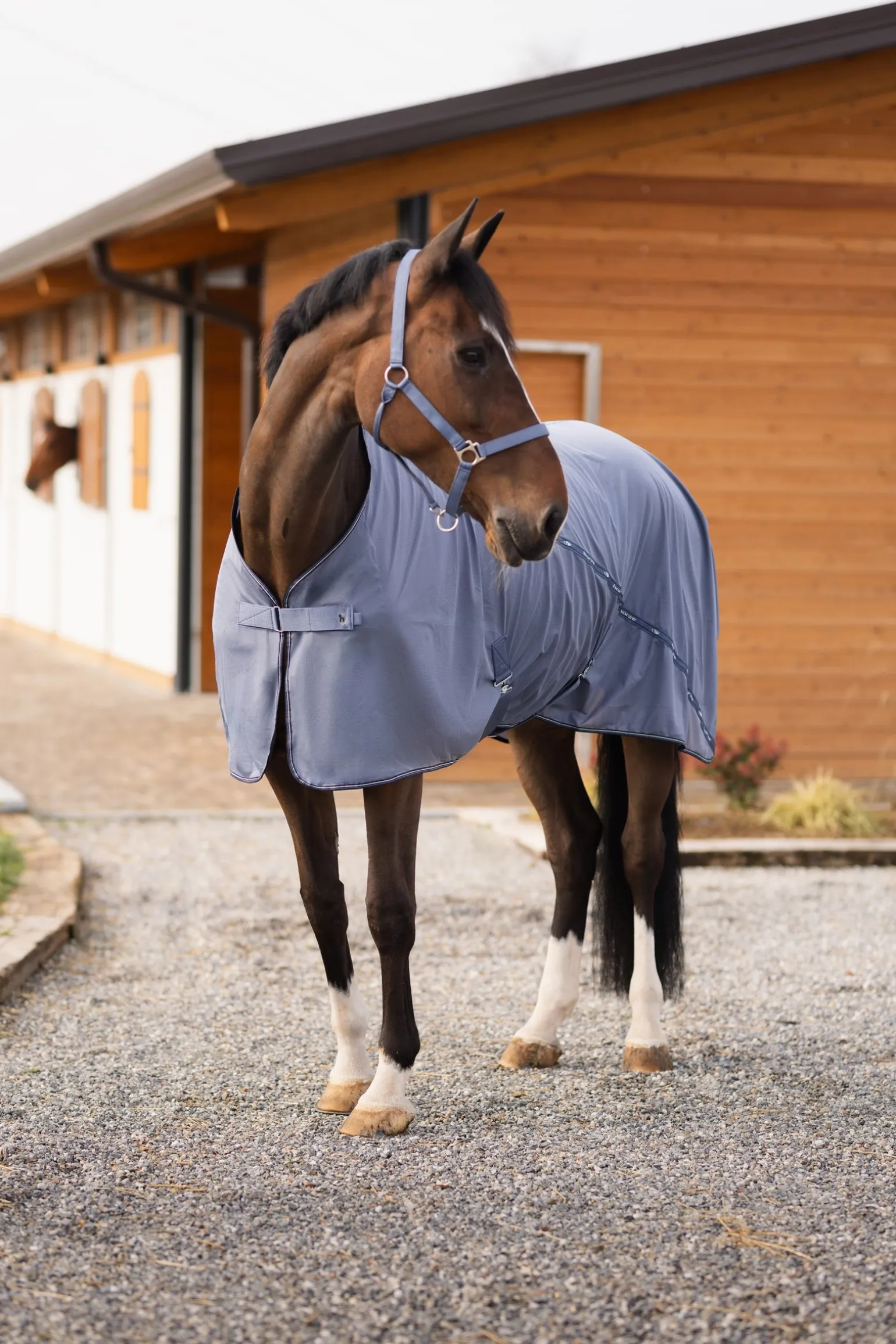 Dorchester Netzdecke