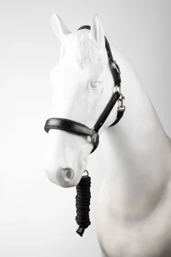 Dynasty Leder Halfter & Führstrick Set