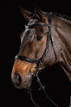 Equitus Delta Trense