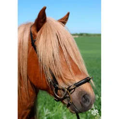 gebissloser Zaum mit Bügel