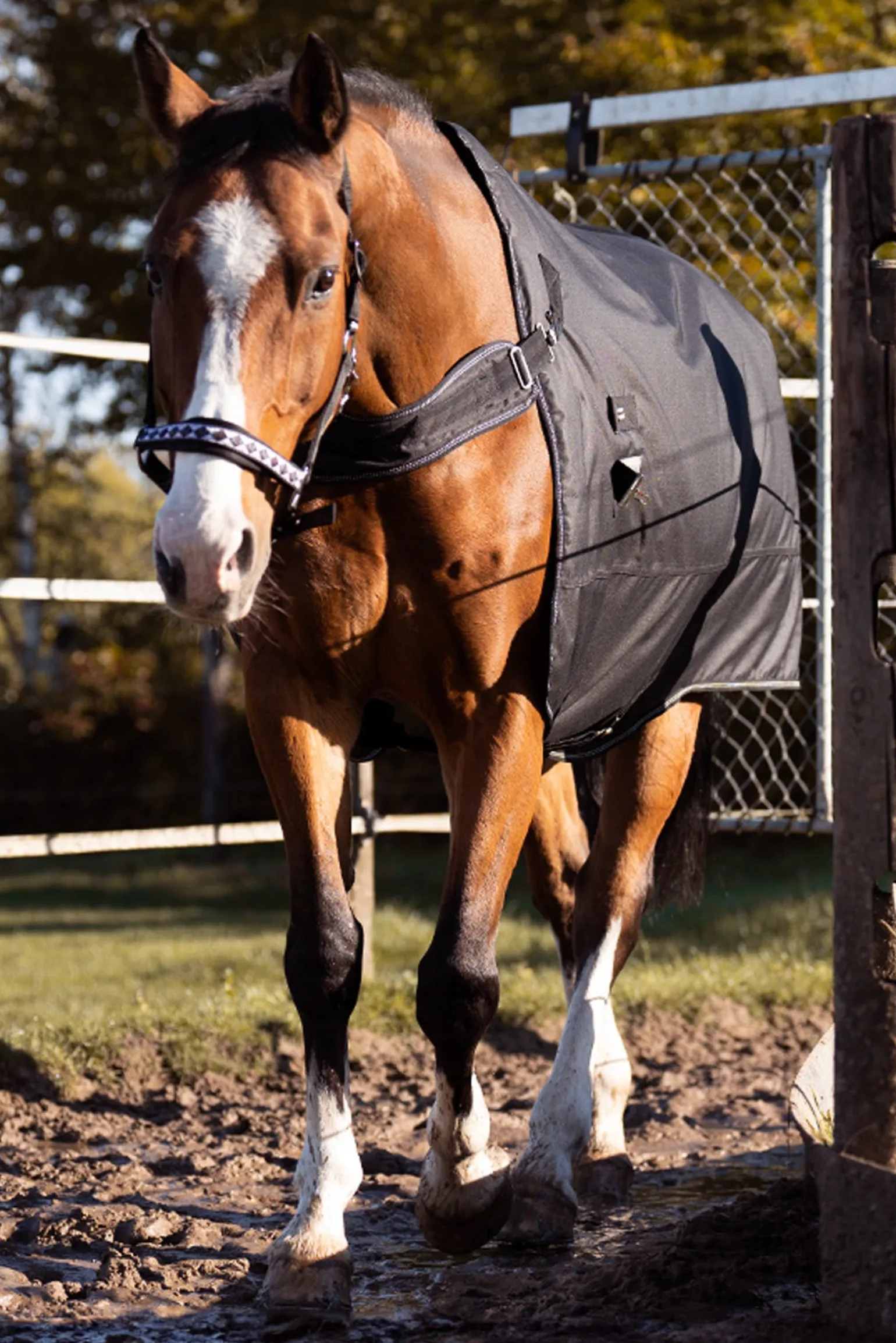 Halifax 2in1 Weidedecke und Führanlagendecke 200g