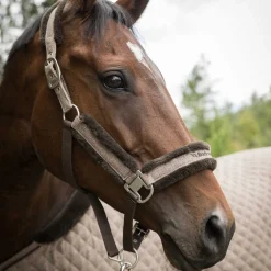 Haze Kollektion Halfter