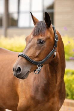 Leder Grooming Halfter