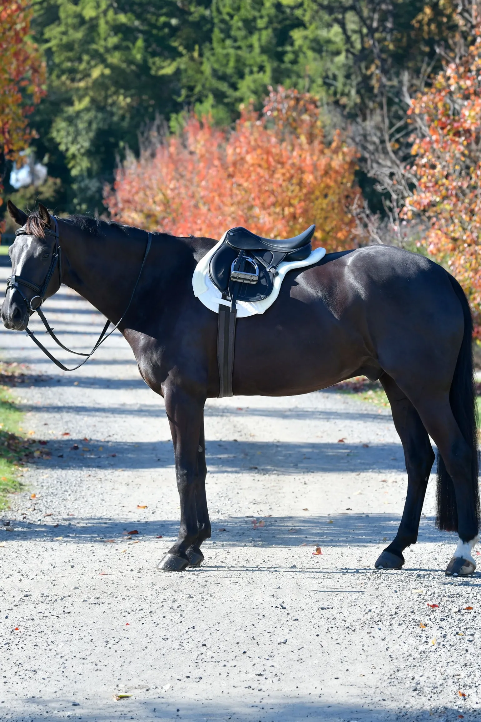 Prime Comfy Fleece Numnah