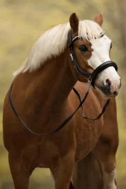 Rebecca Sidepull mit Zügeln (System 3)