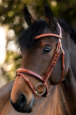 Robin Englische Trense