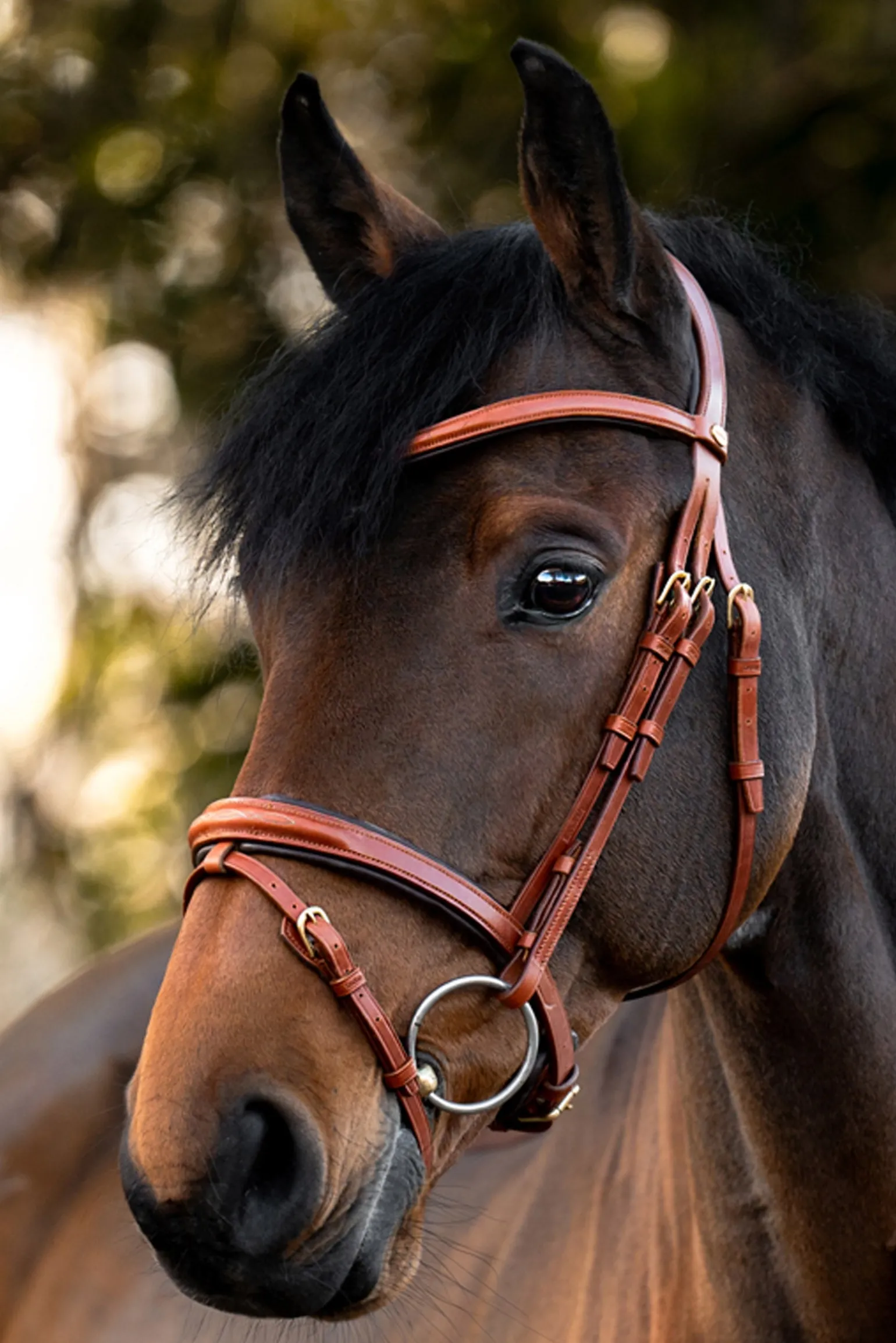 Robin Englische Trense