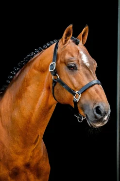 Signature Lederhalfter