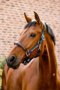 Signature Show Halfter