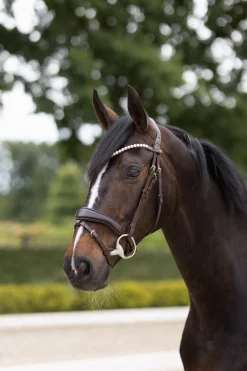 Somerset Anatomische Trense