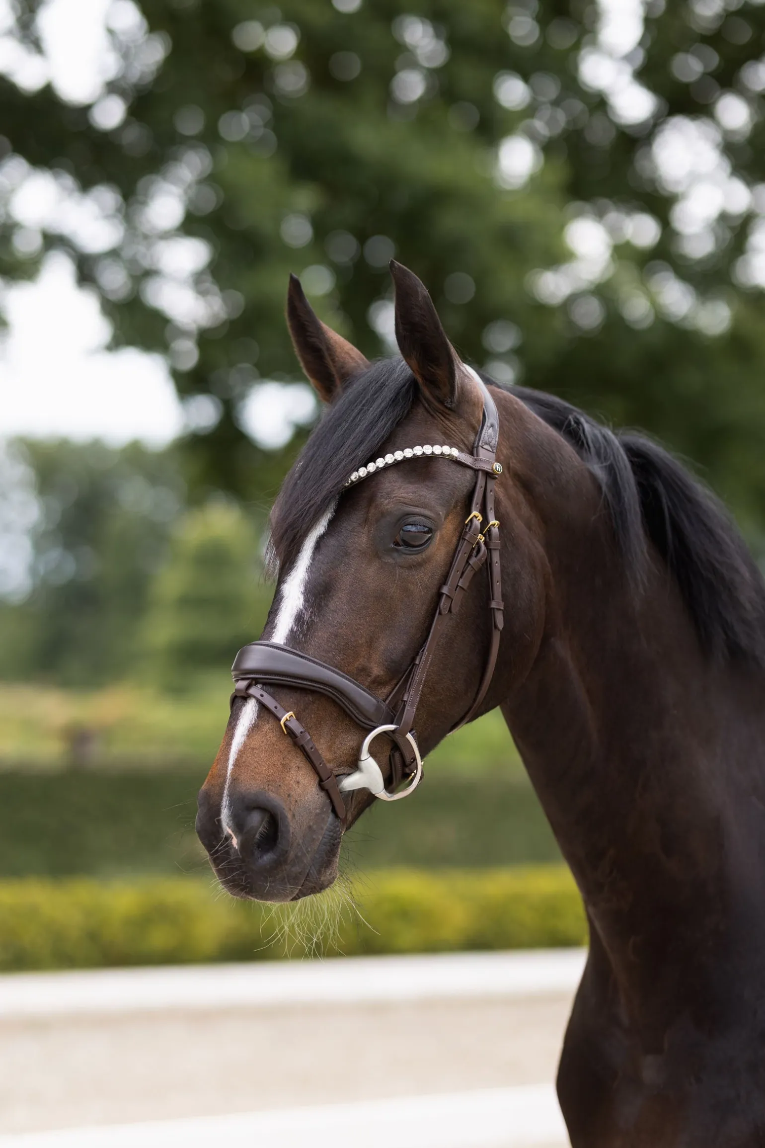 Somerset Anatomische Trense