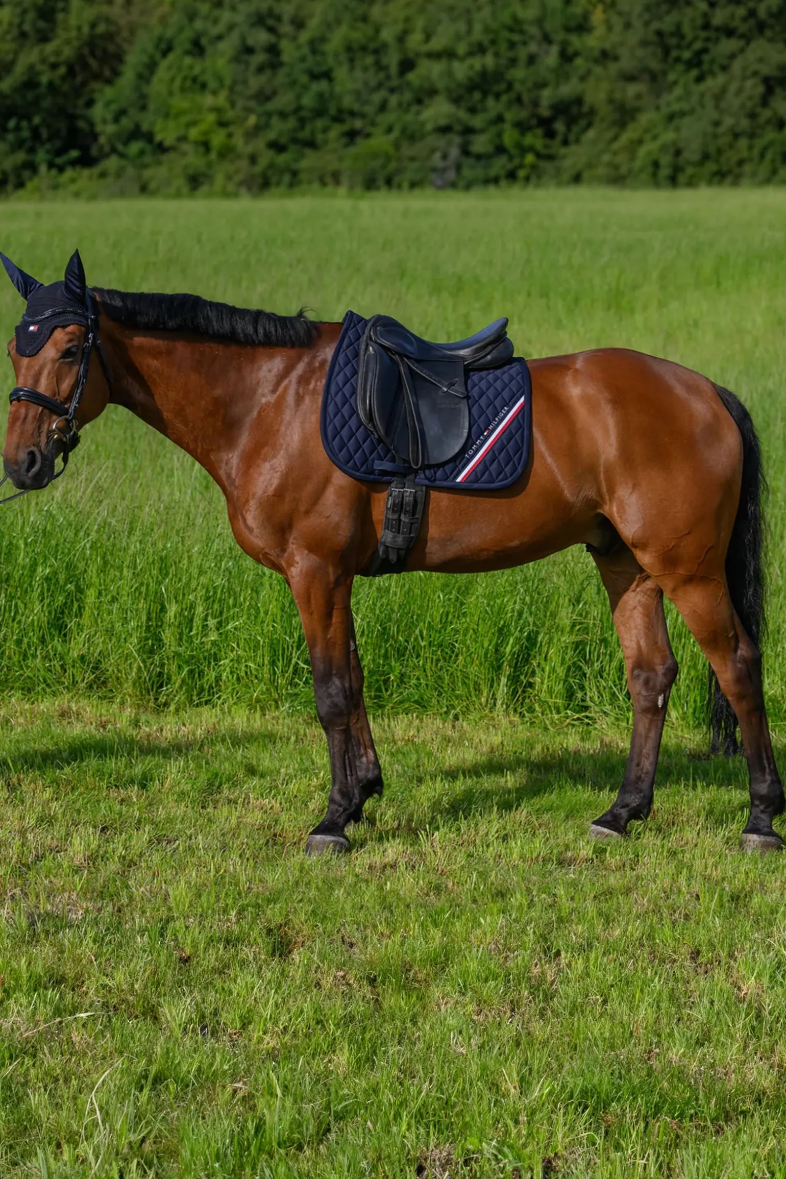 Stanford Dressurschabracke