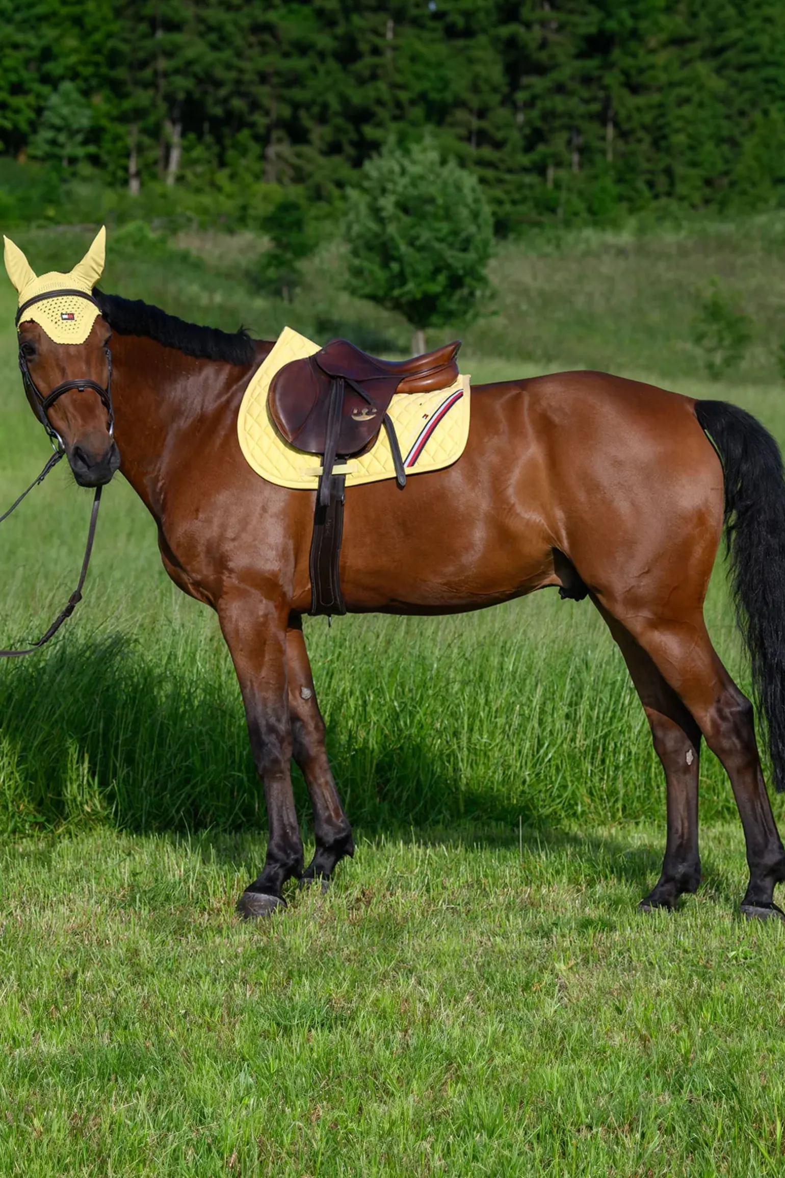 Stanford Springschabracke