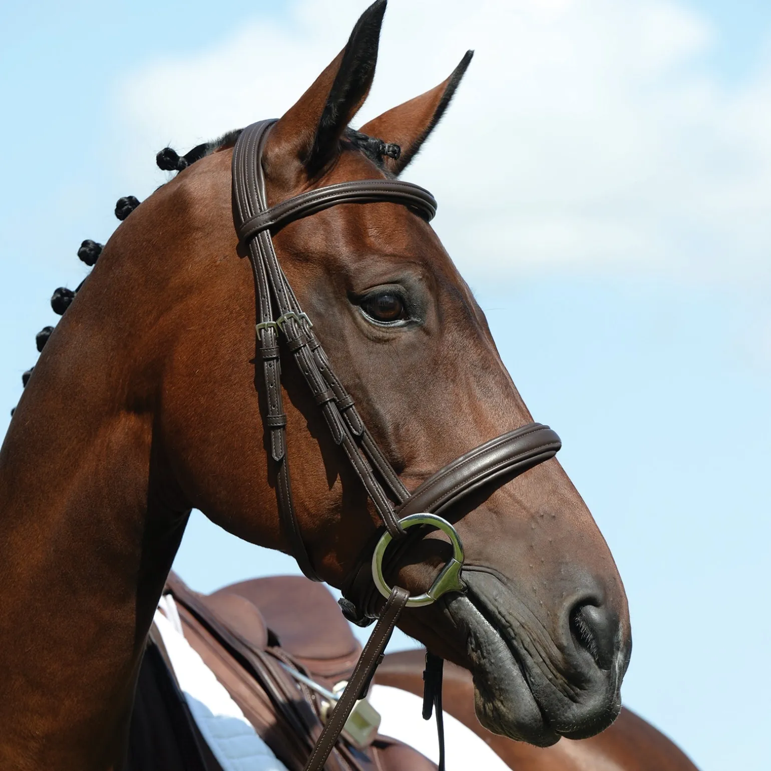 Syntovia+ Padded Raised Cavesson Bridle
