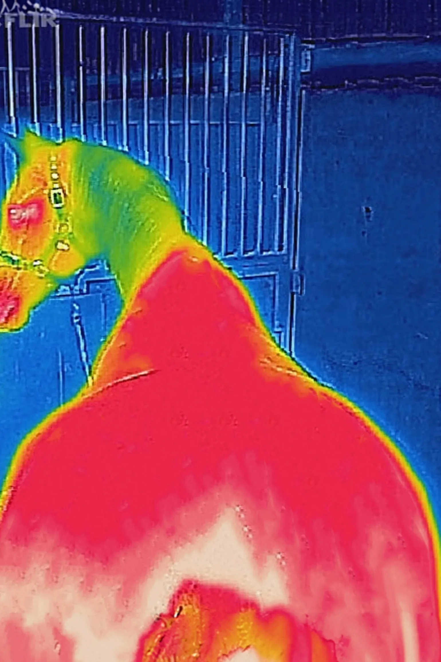 Therapy Weidedecke, 150g