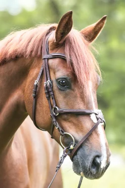Trense Everado mit mexikanischem Nasenriemen