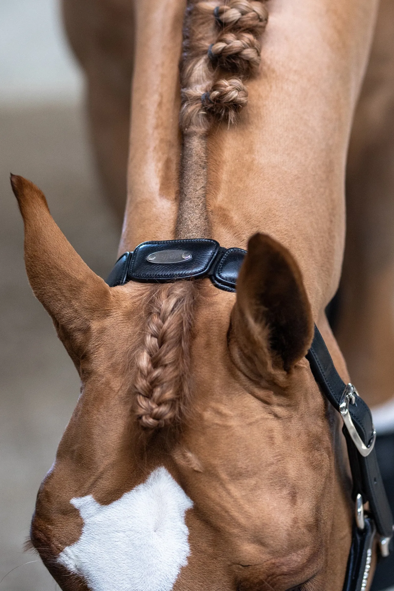 Ultrasoft®Luna Halfter