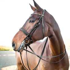 Vienna Anatomischer Kandarenzaum