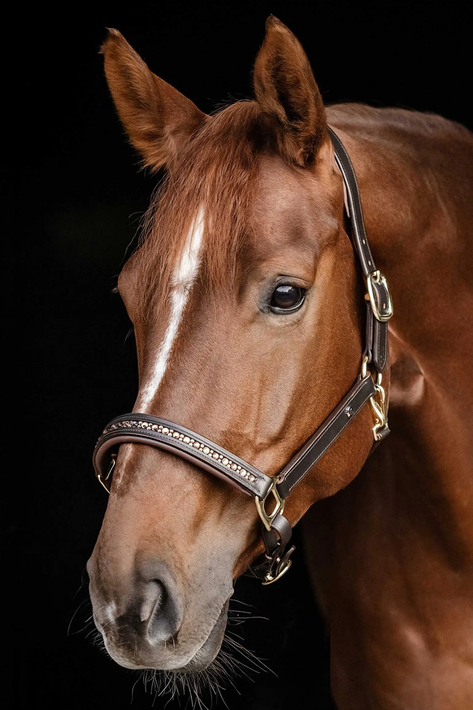 X-Line Crystal Lederhalfter